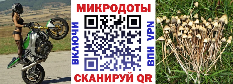 Галлюциногенные грибы Cubensis продажа наркотиков Североморск
